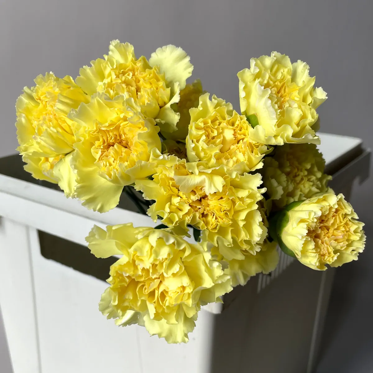 Гвоздика "Сплендор"_3