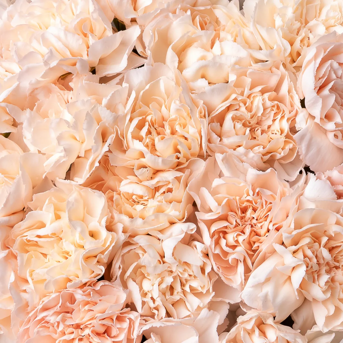 Букет Гвоздика "Лиззи"_4