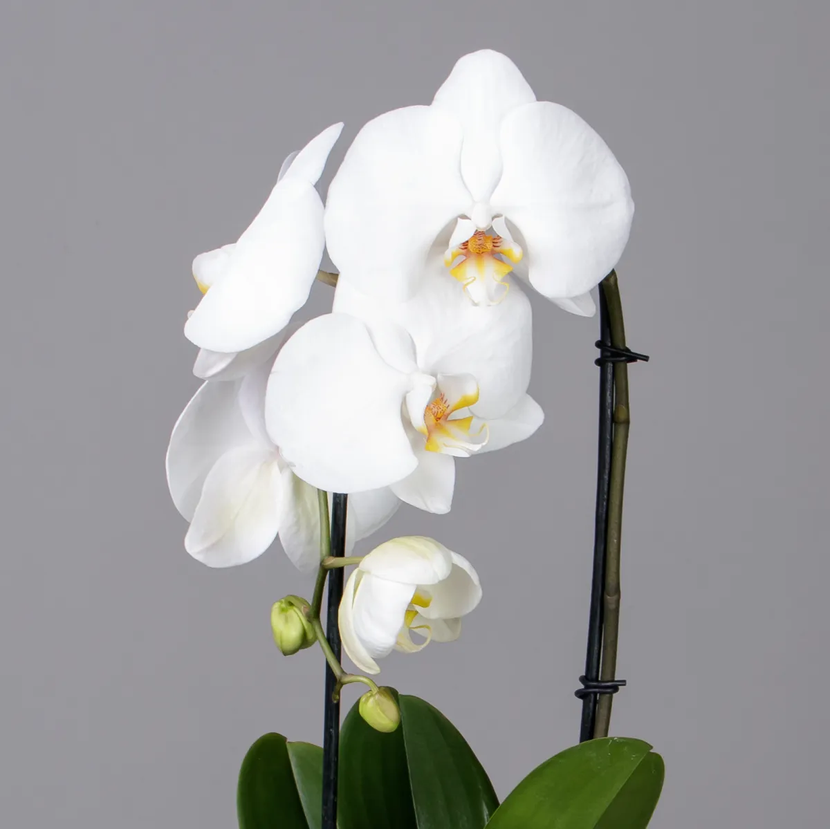 Фаленопсис Токио каскад белый 1 ст _3