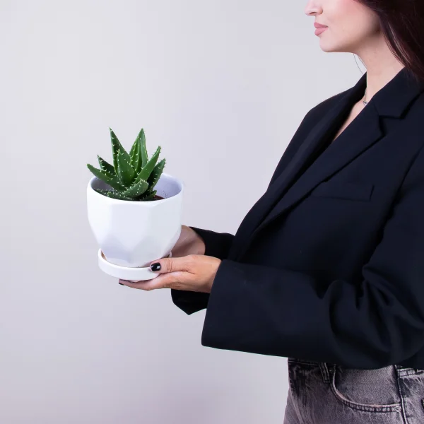 Алоэ Перфолиата2