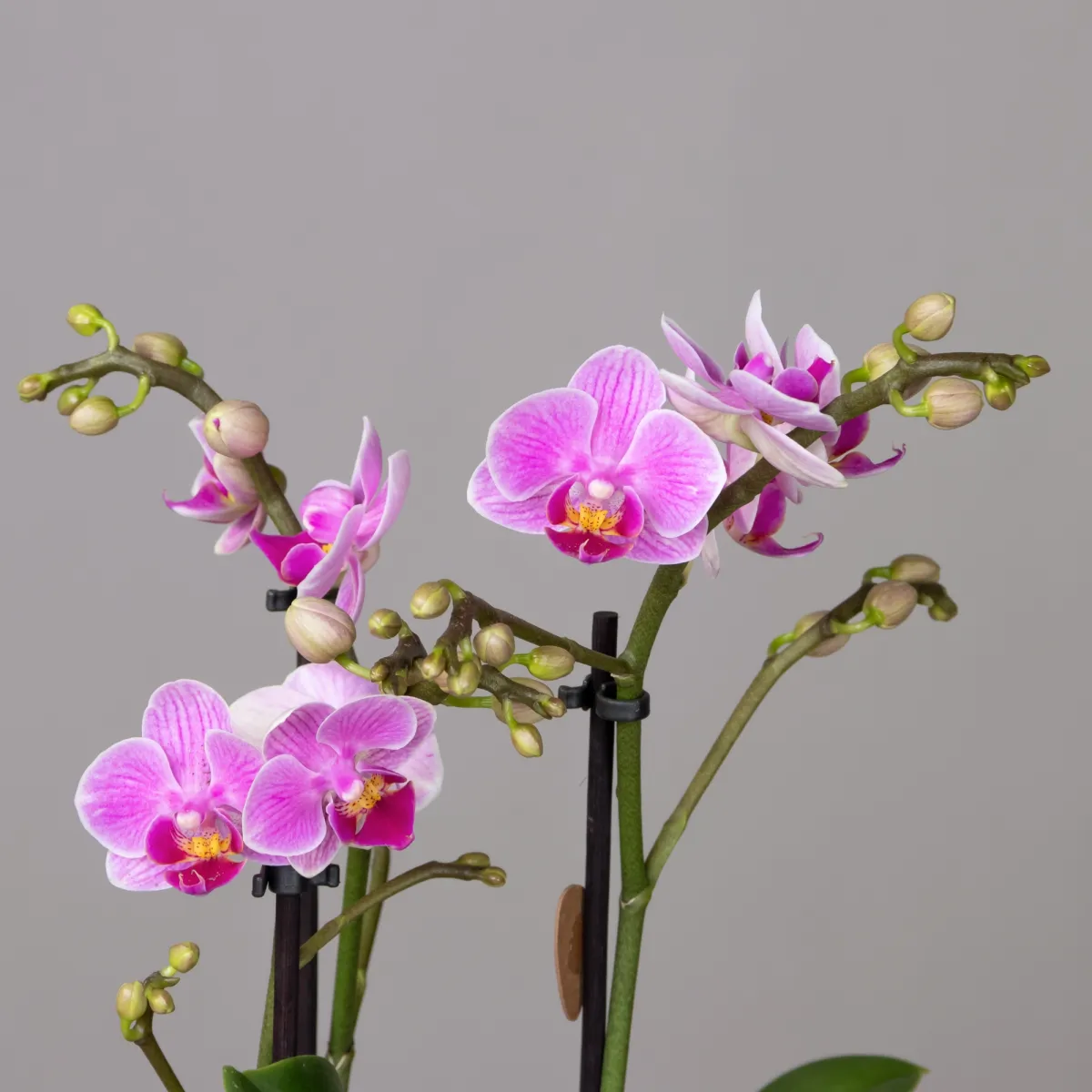 Фаленопсис Свитзеленд 3 ст Розовый3