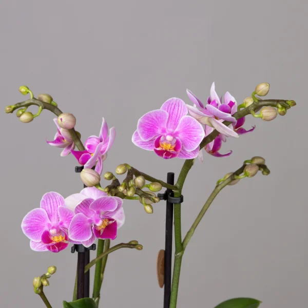 Фаленопсис Свитзеленд 3 ст Розовый3