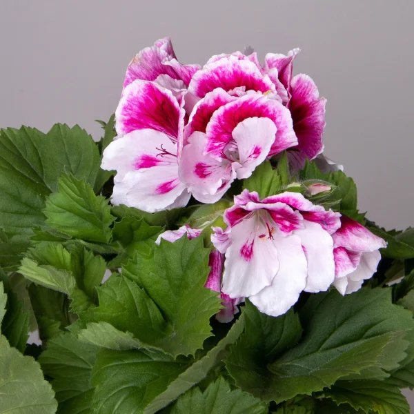 Пеларгония Гранди Браво Малиново-Белая_2