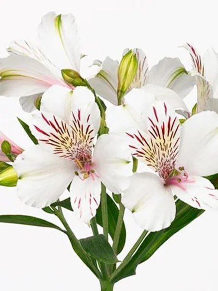 Альстромерия "Гималаи"