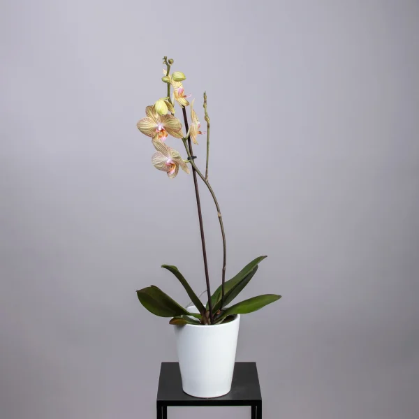 Фаленопсис Микс 1ст 1