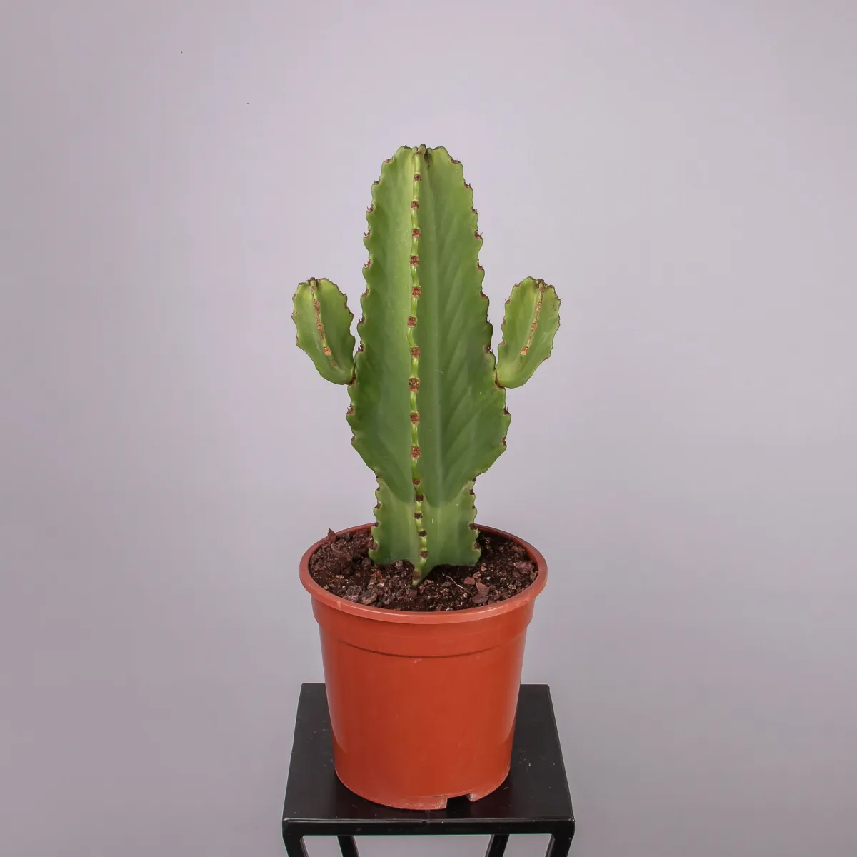 Эуфорбия Ингенс_4