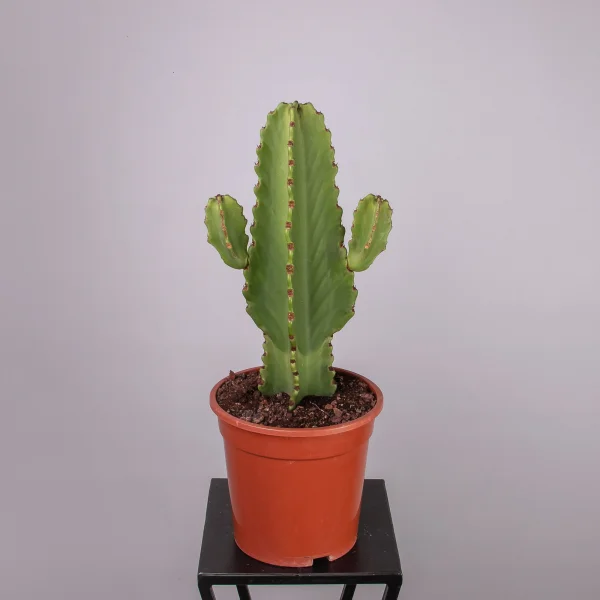 Эуфорбия Ингенс_4