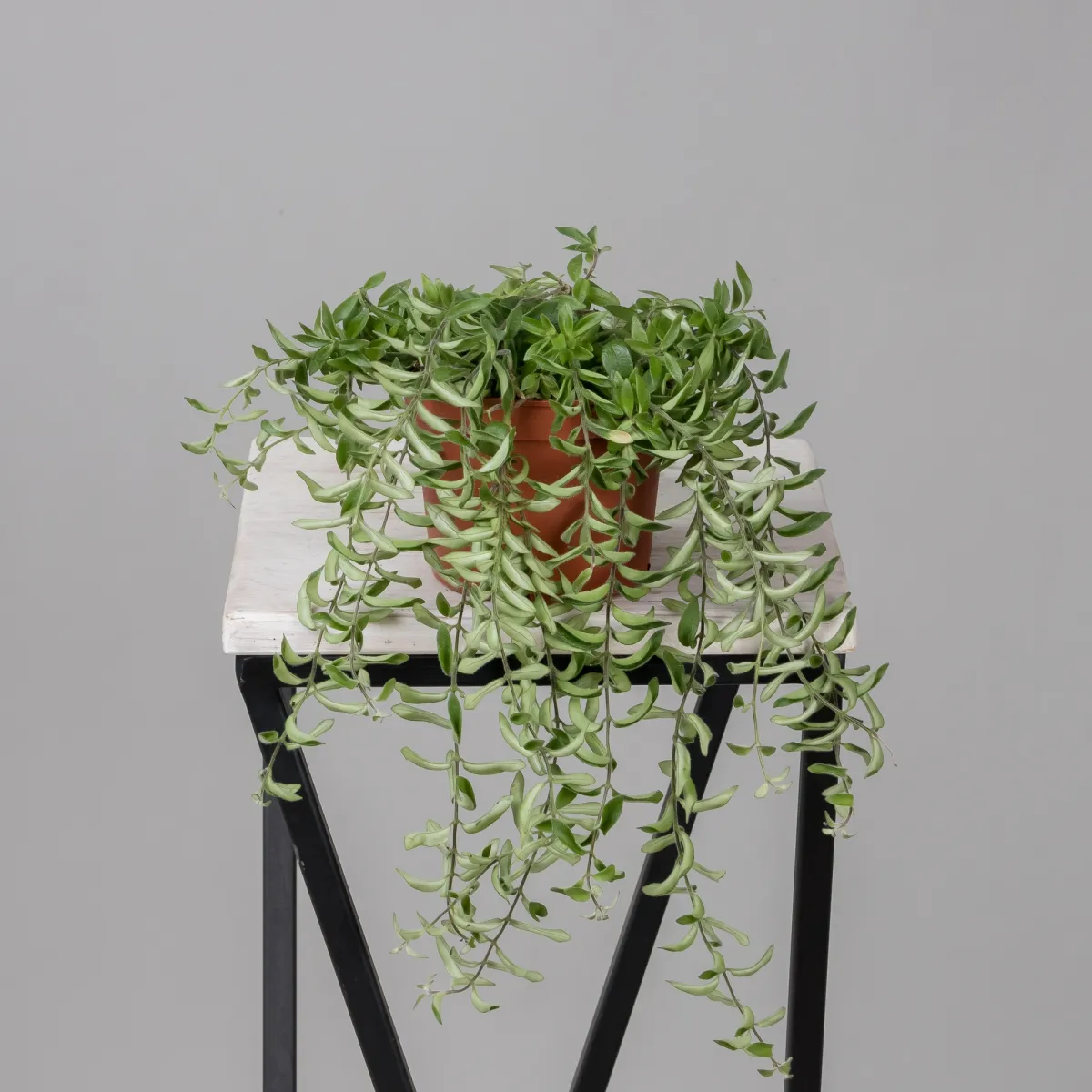 Эсхинантус Твистер_4