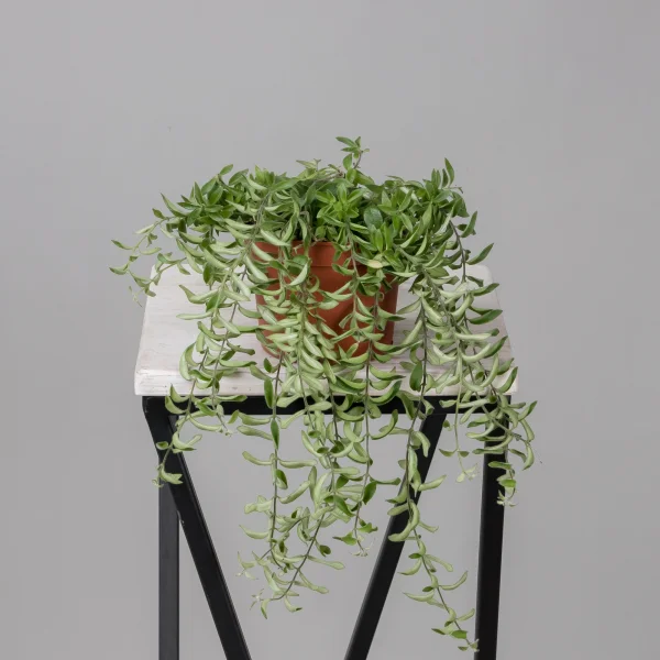 Эсхинантус Твистер_4