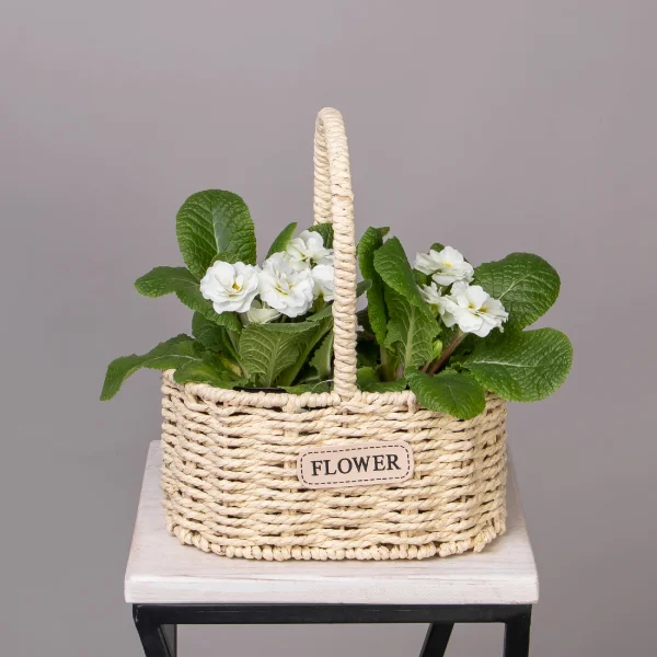 Примула Белая в Светлой двойной корзине_1