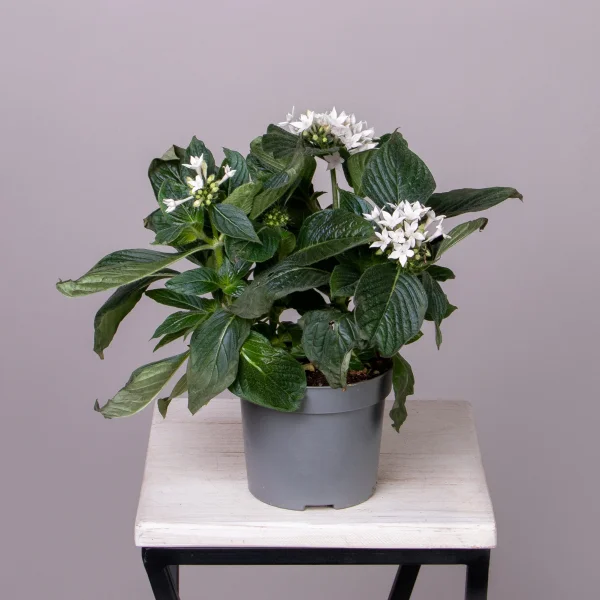 Пентас Белый_3