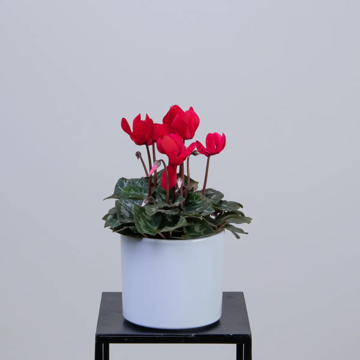 Цикламен Красный