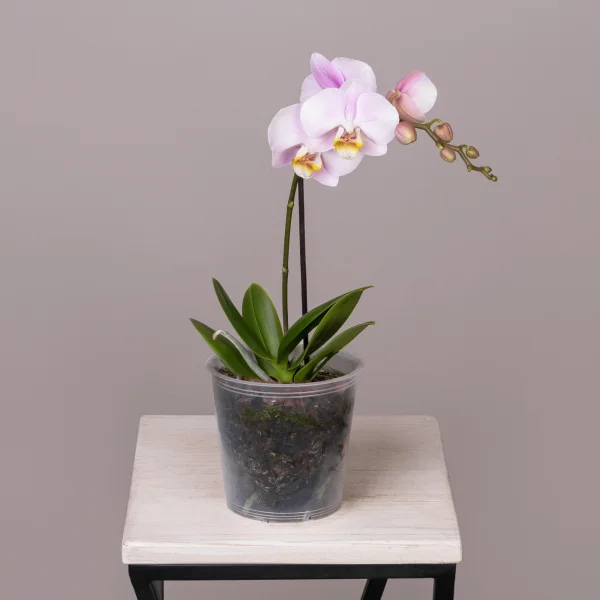 Фаленопсис Колибри Розовый 1 ст_3