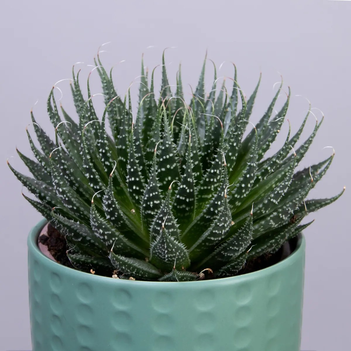 Алоэ Аристата в керамике