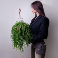 Рипсалис Микс подвесной6
