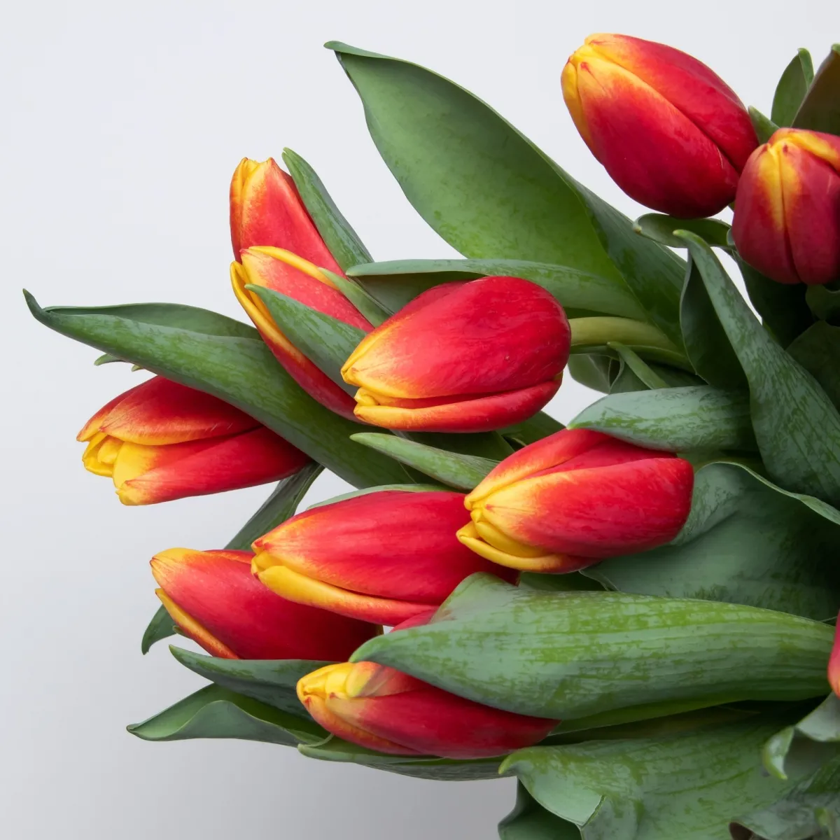 Флористический букет «Тюльпан, 15 шт, Биколор красный/желтый»_2