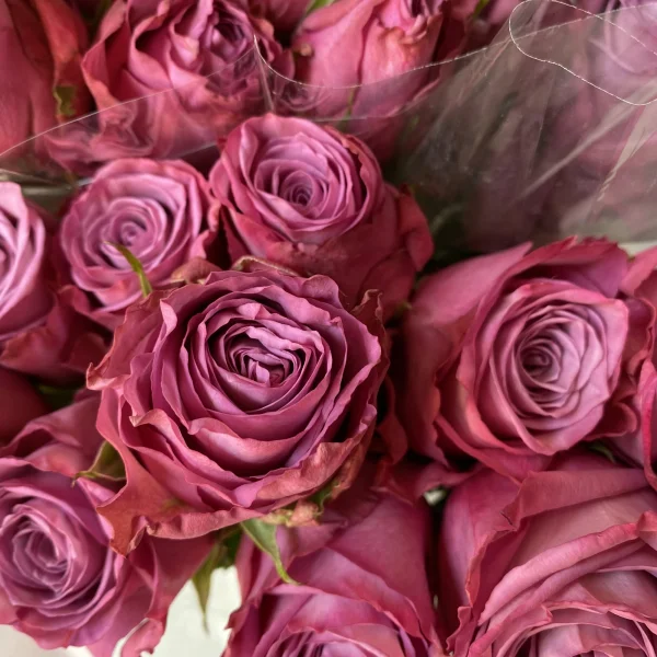 Роза "Муди Блюз" 3