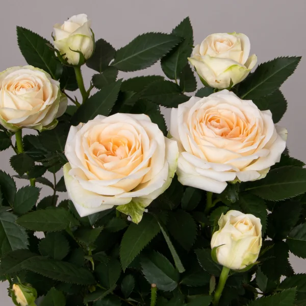 Роза Кордана Кремовая_3