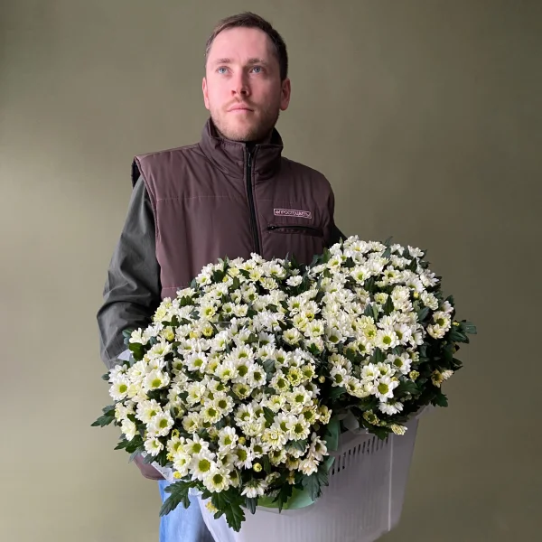 Хризантема_сантини "Мадиба Линди Белая"