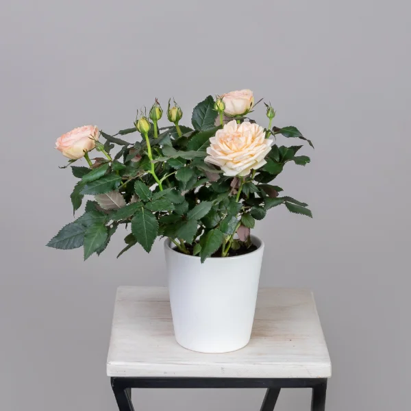 Роза кордана Гранд Белами_1