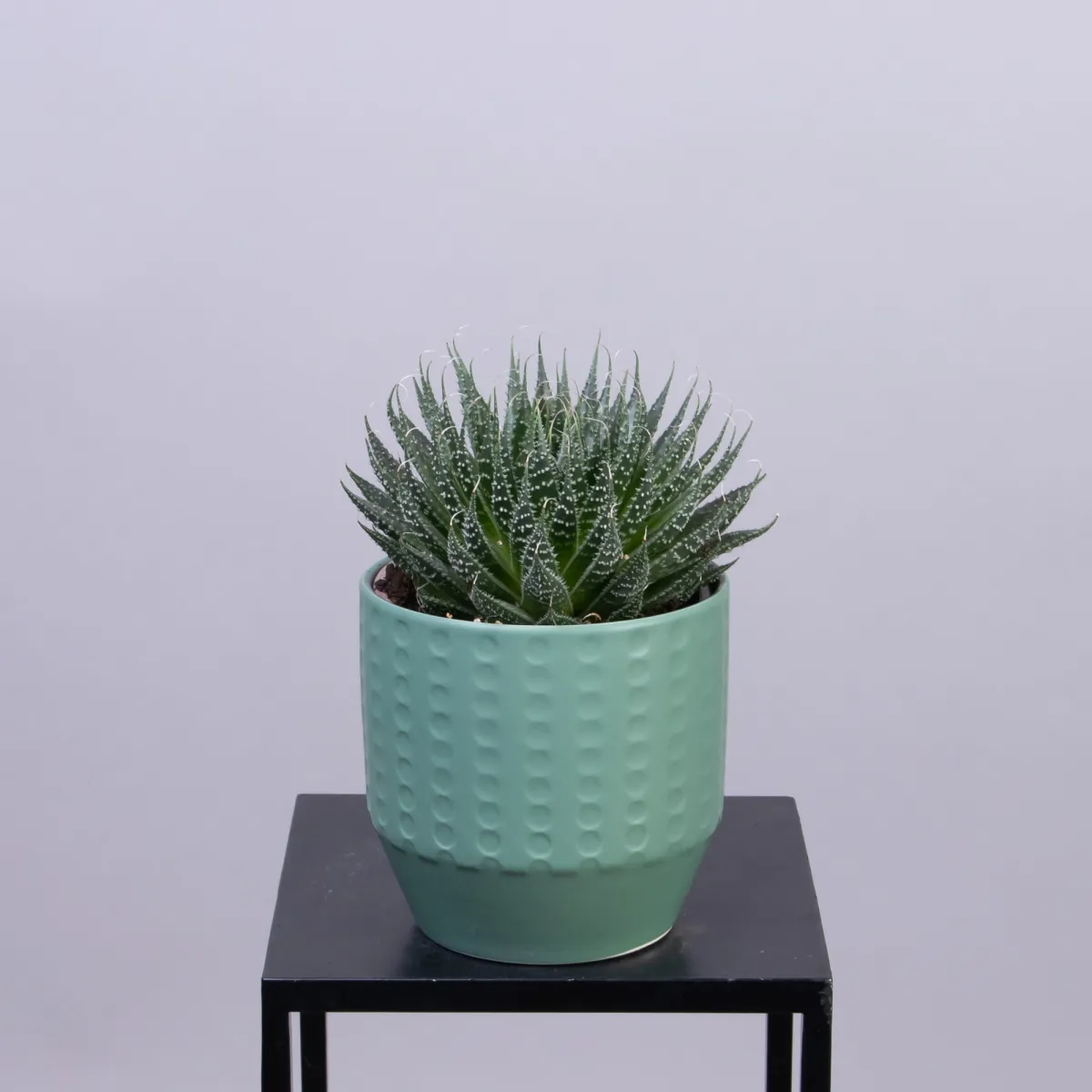 Алоэ Аристата в керамике