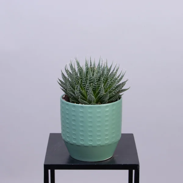 Алоэ Аристата в керамике