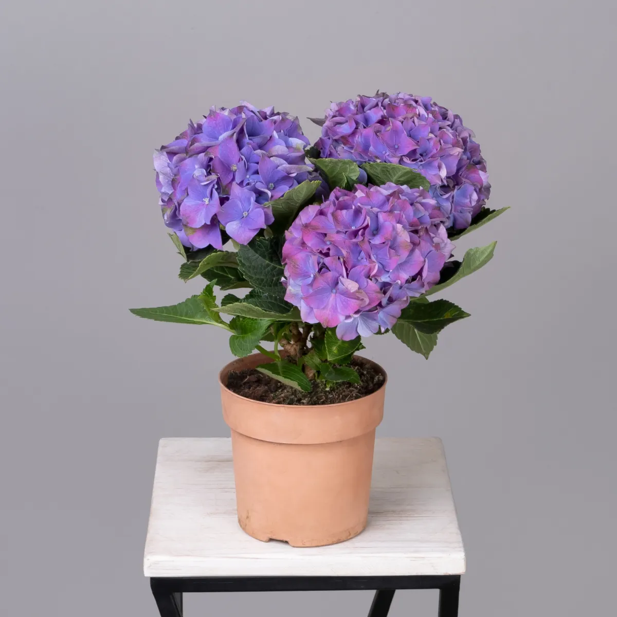 Гидрангия Кустовая Фиолетовая_4