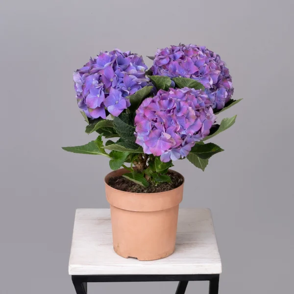 Гидрангия Кустовая Фиолетовая_4