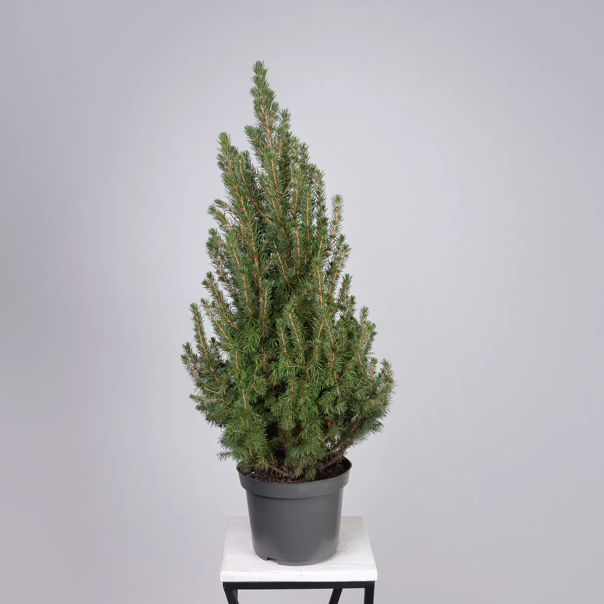 Ель Коника _4