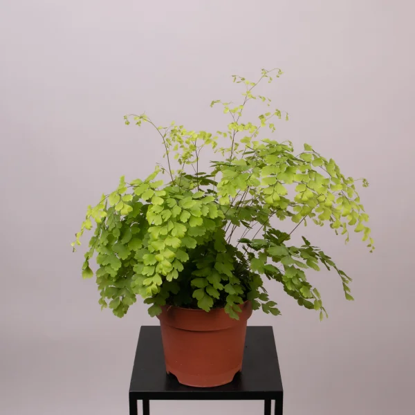 Адиантум Фрагранс