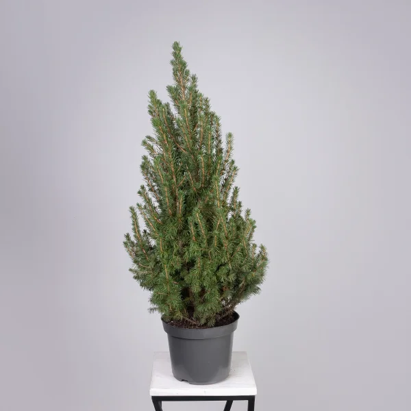 Ель Коника _4