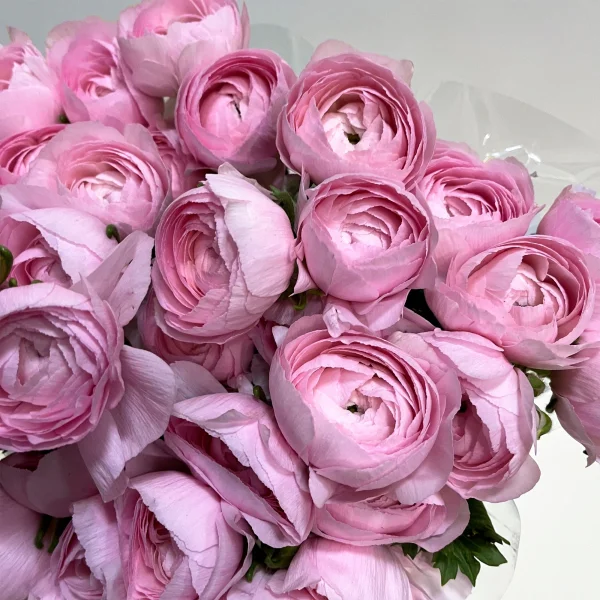 Ранункулус "Клуни Леди"_3