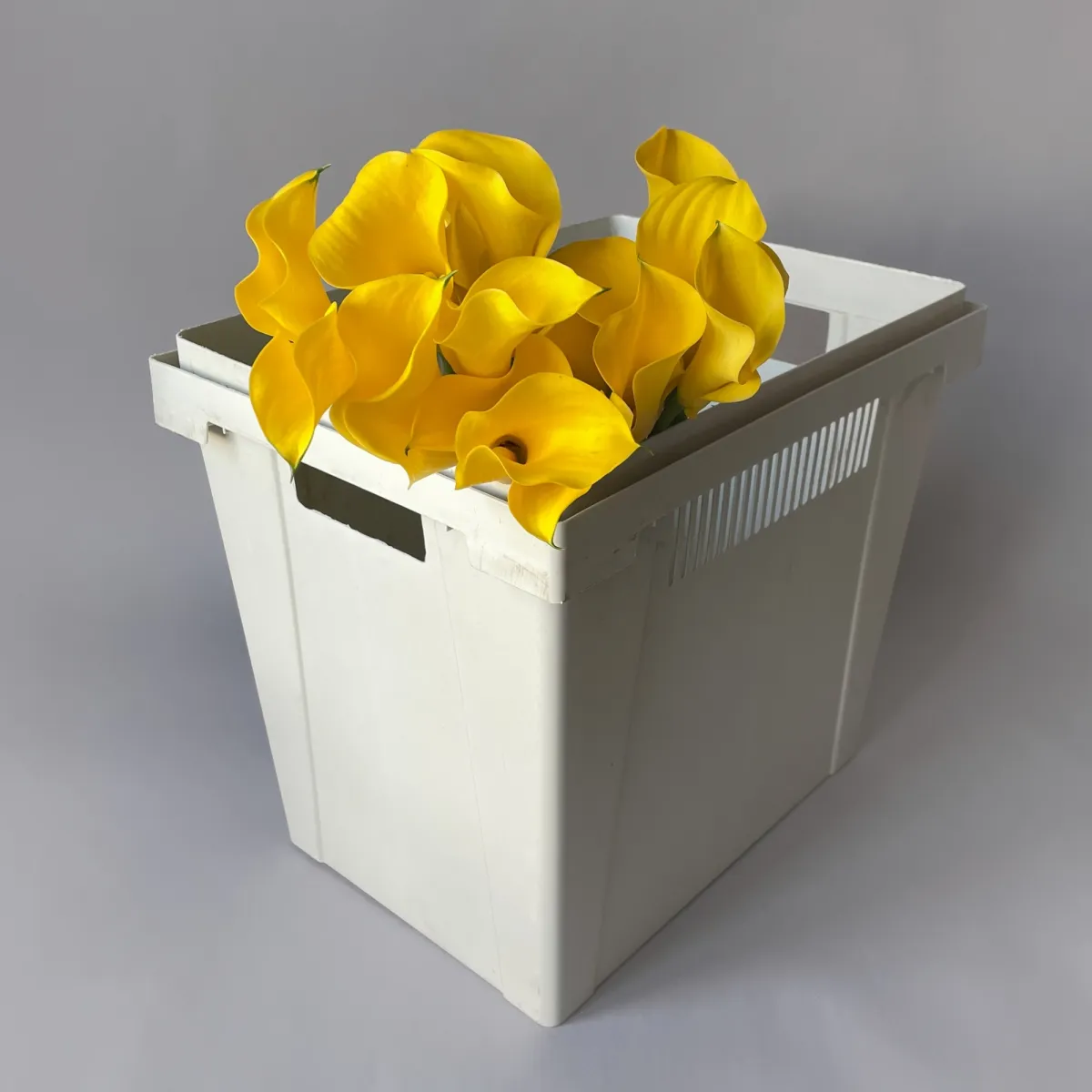 Калла "Голд Медаль"_1