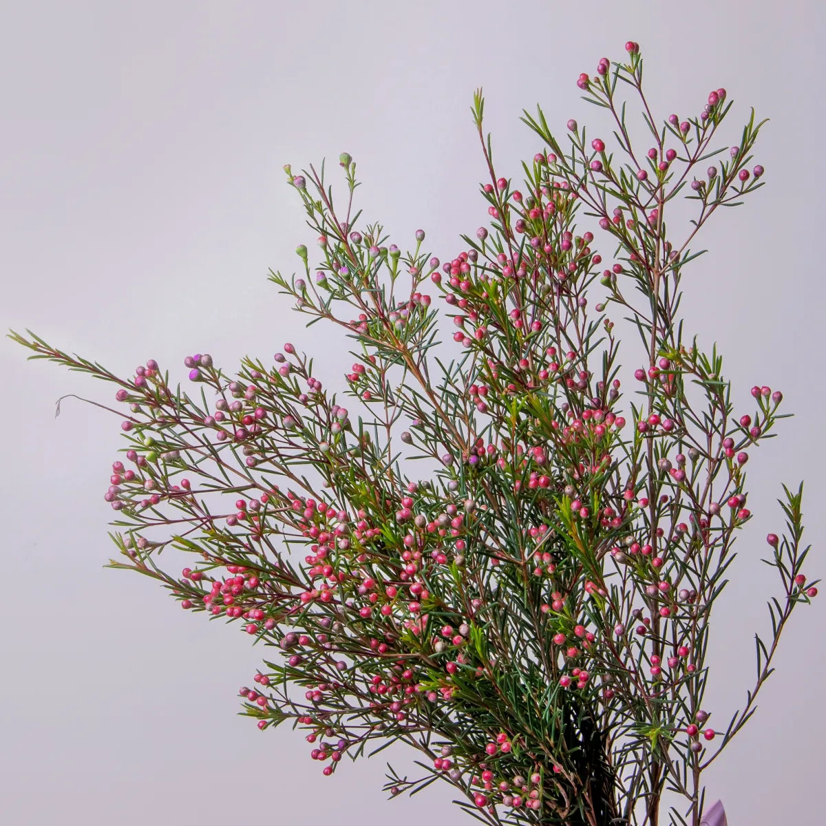 Букет Хамелациум "Ади"_3