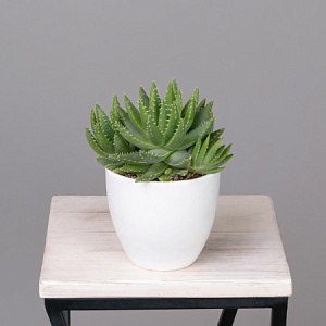 Алоэ Бревифолия