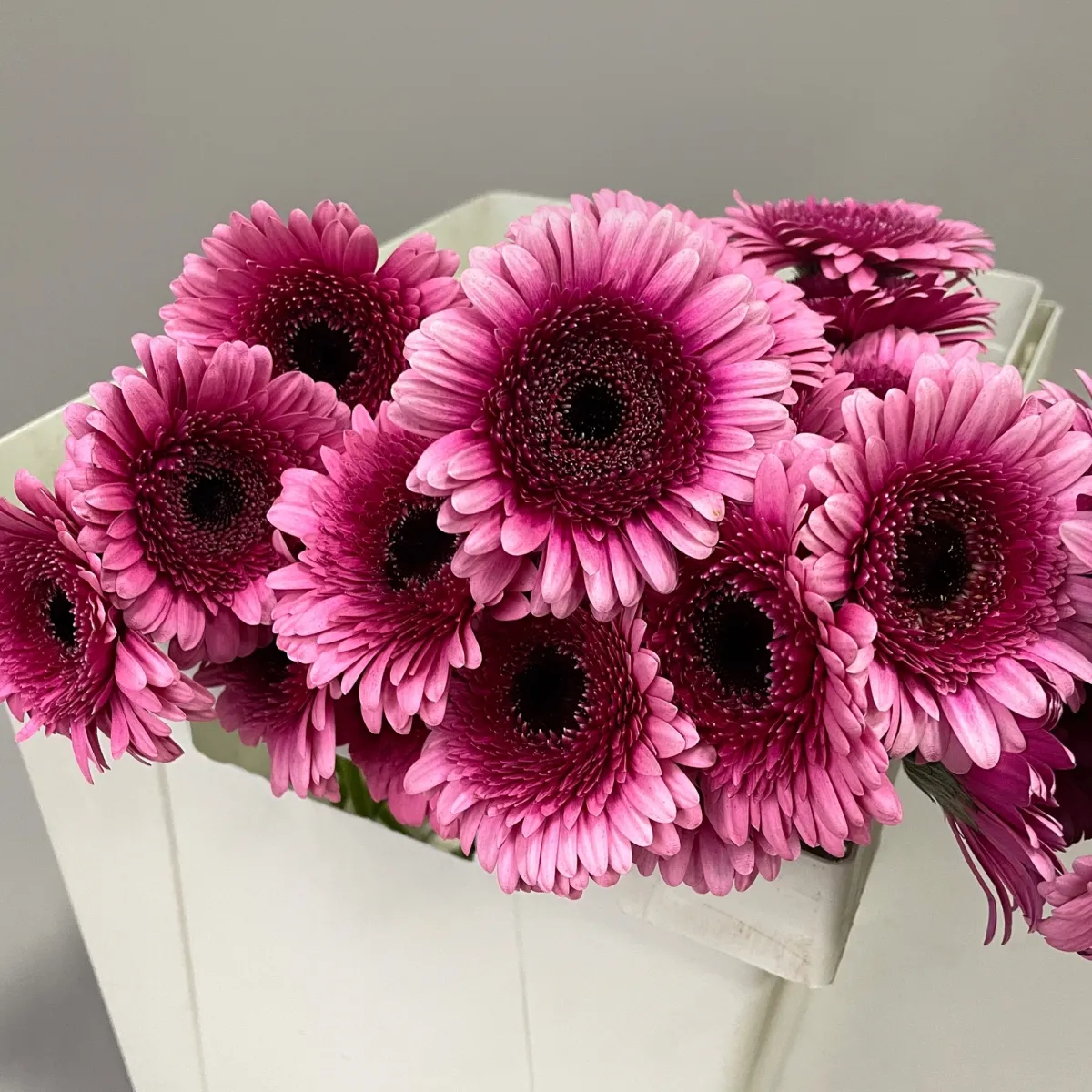 Гермини "Изабель"_3