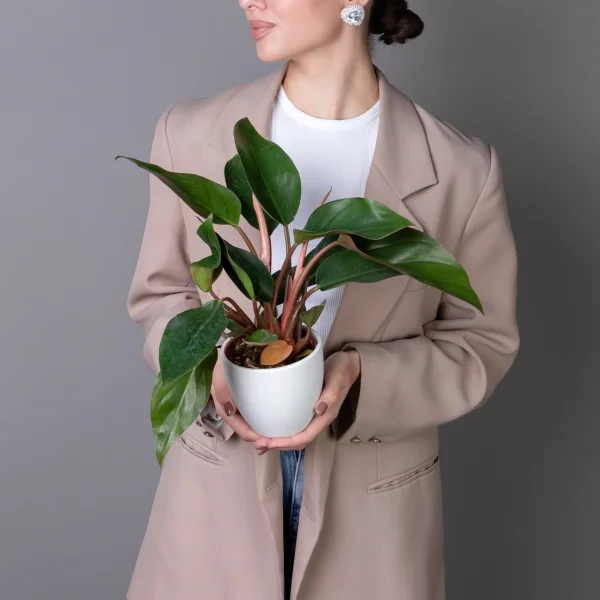 Филодендрон Конго К_2