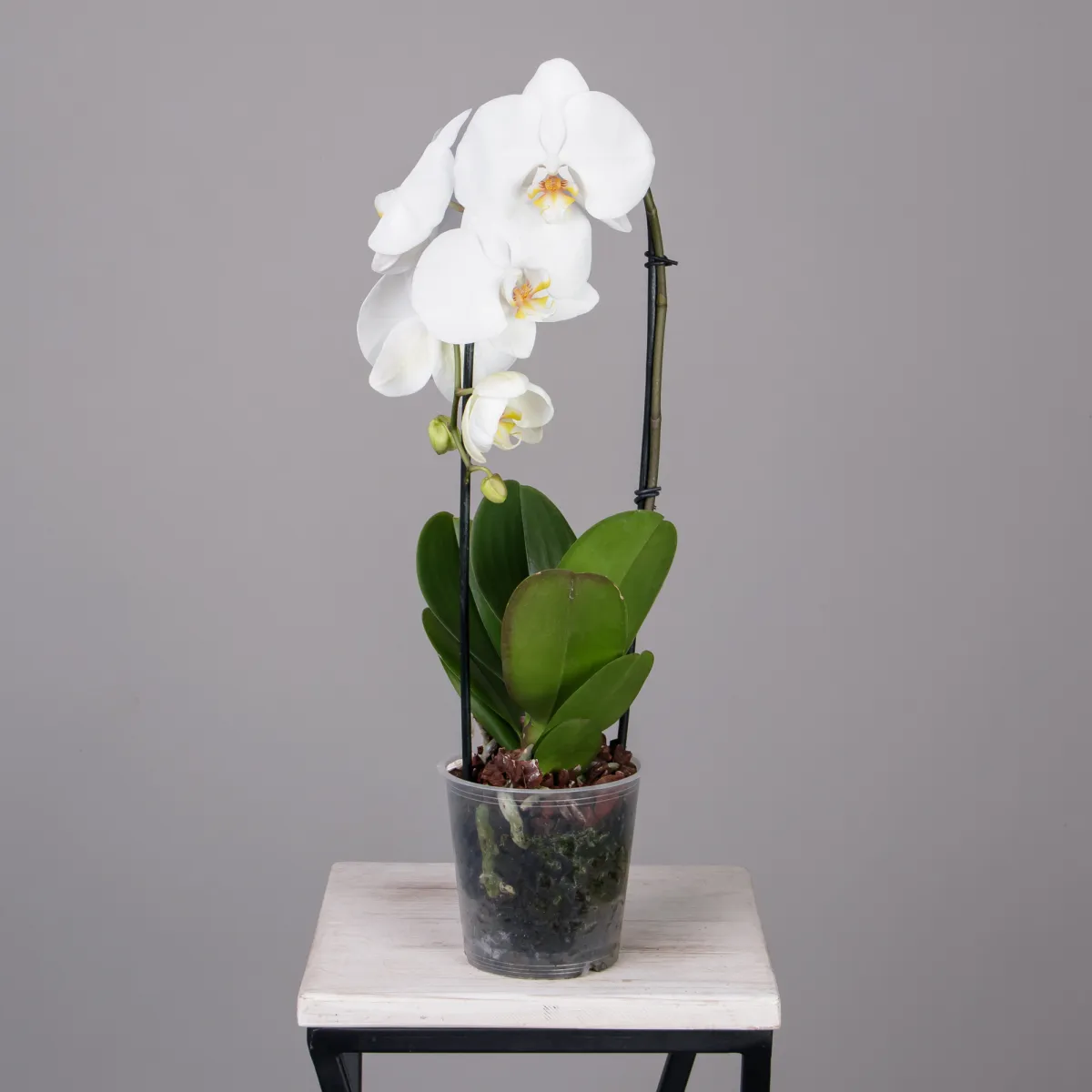 Фаленопсис Токио каскад белый 1 ст _4