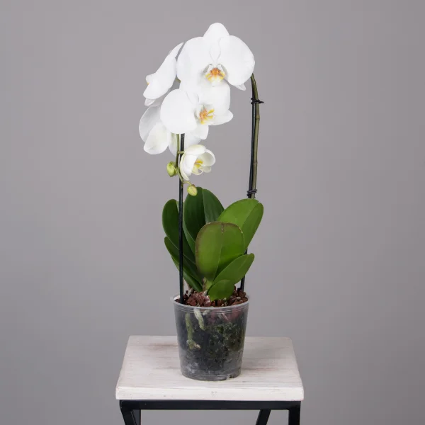Фаленопсис Токио каскад белый 1 ст _4