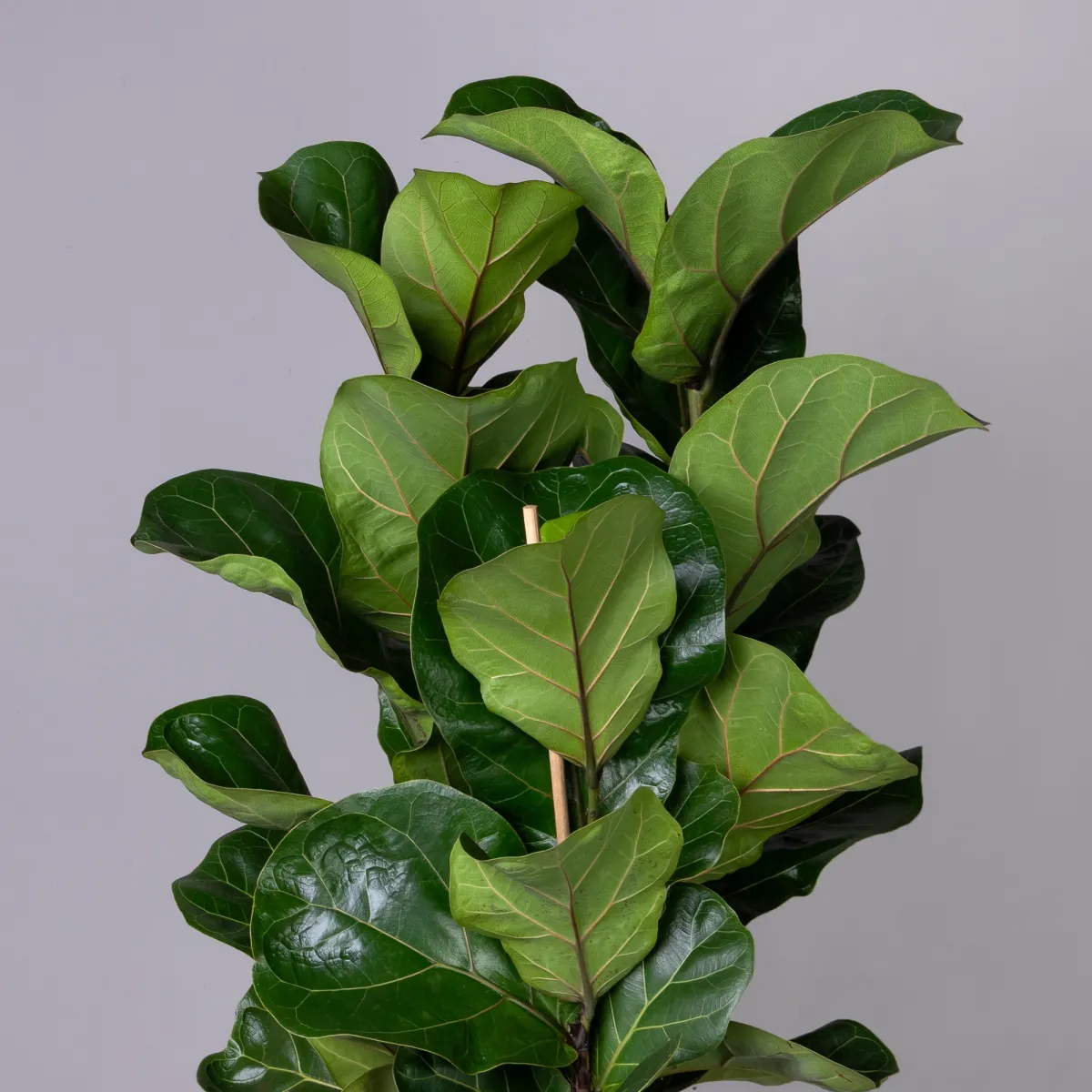 Фикус Тибако_3