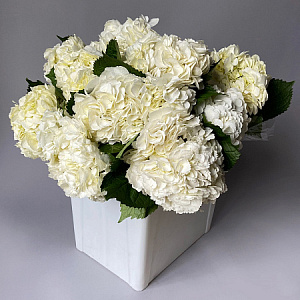 Гидрангия "Премиум Вайт"