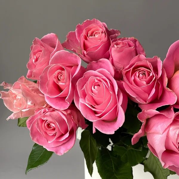 Роза "Эрмоза"_3