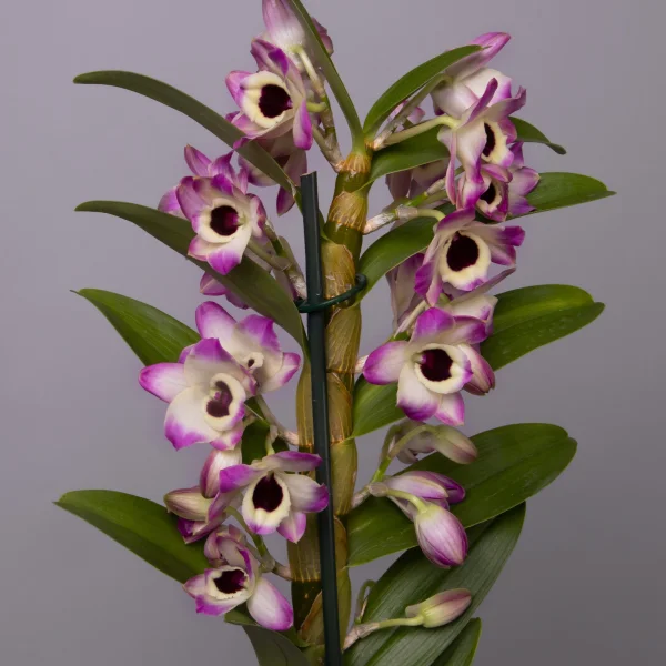 Дендробиум Нобиле Бело-розовый с темной серединкой