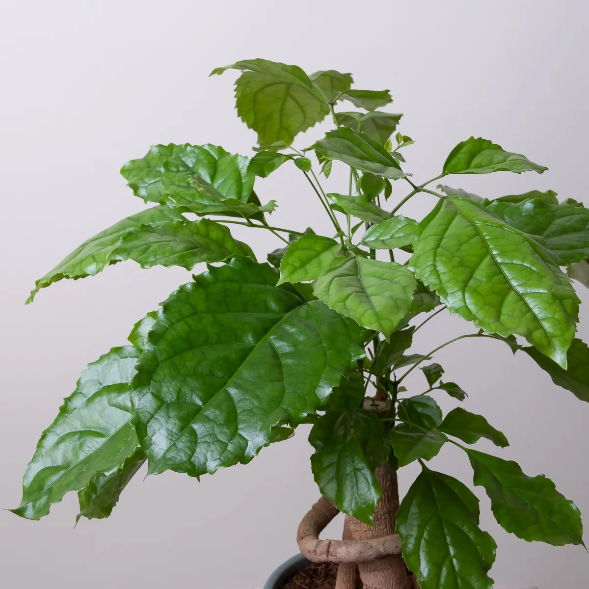 Радермахера в керамике розовая/голубая3