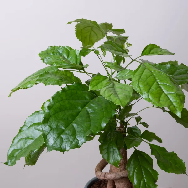 Радермахера в керамике розовая/голубая3