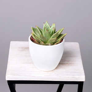 Эхеверия Эбони