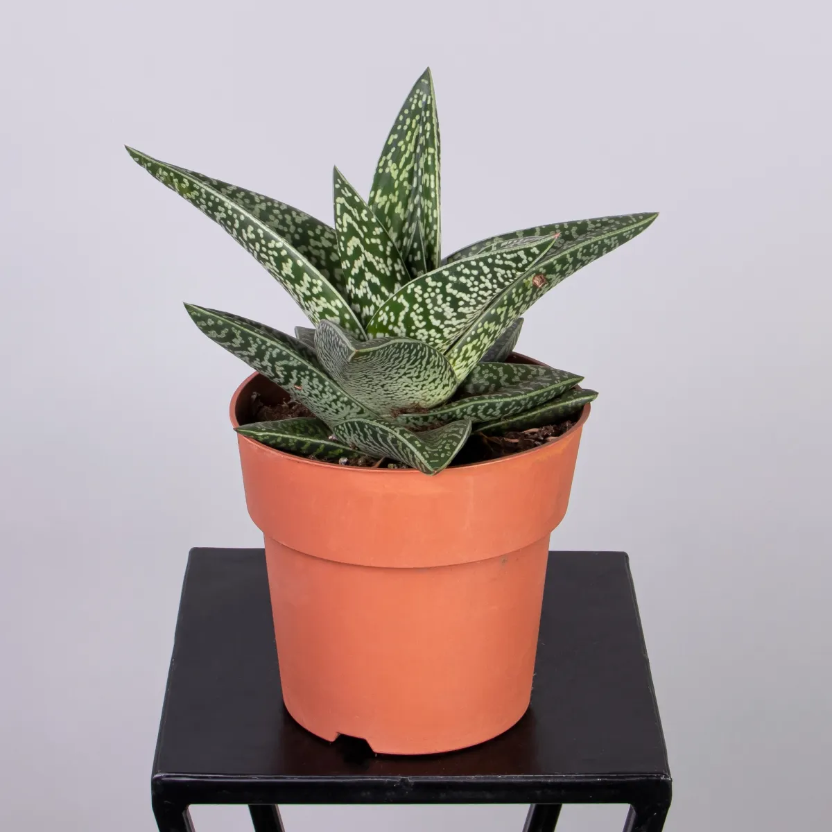 Гастералоэ Авео_4