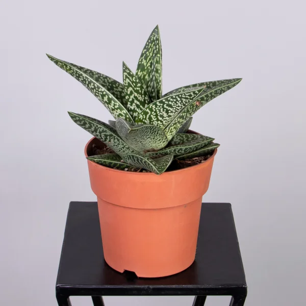 Гастералоэ Авео_4