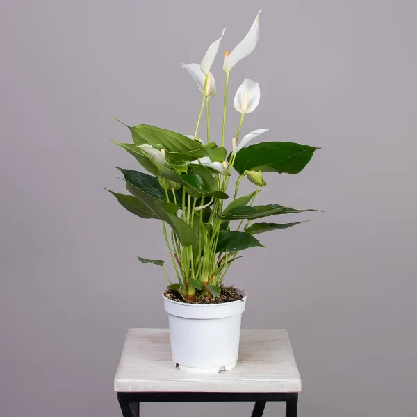 Антуриум андрианум Многоцветковый Кава_4