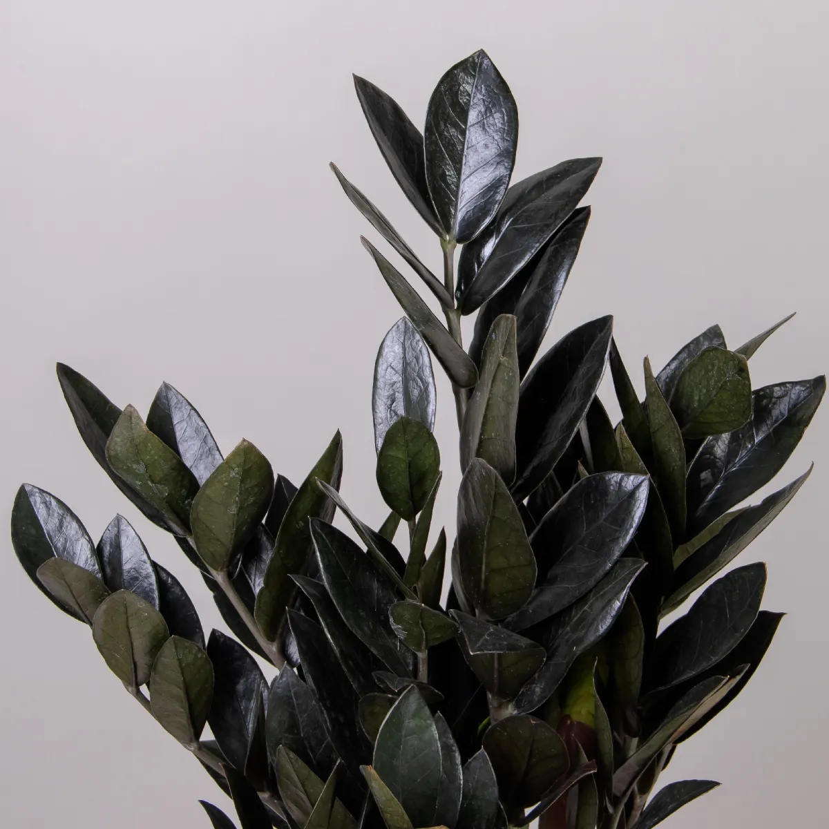 Замиокулкас Блэк_3